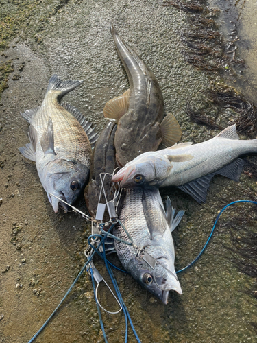 マゴチの釣果