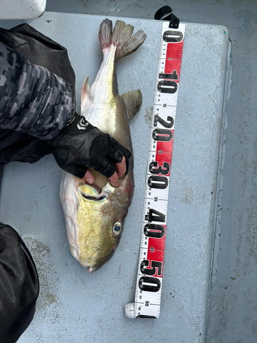 シロサバフグの釣果