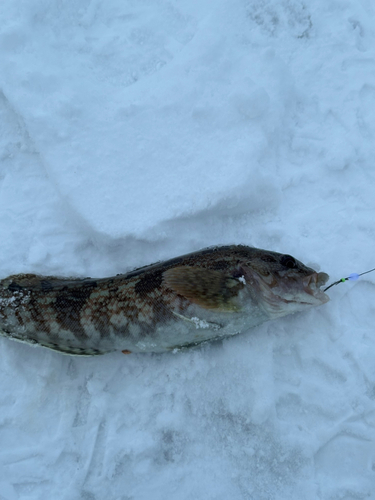 アイナメの釣果