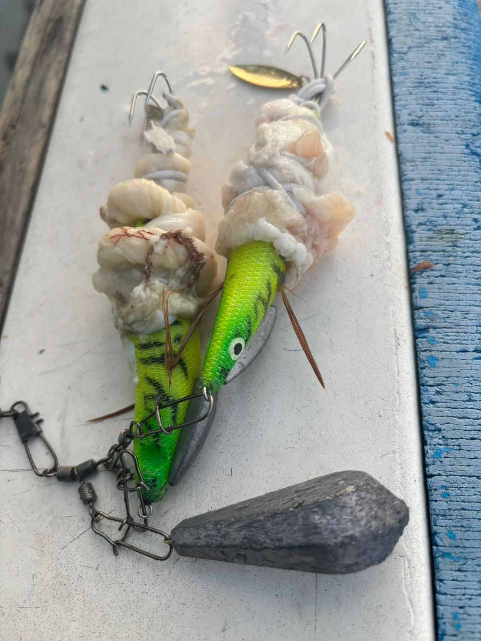 イカ次郎さんの釣果 2枚目の画像