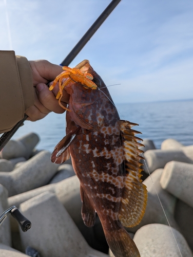 キジハタの釣果