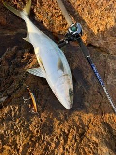 ヒラマサの釣果