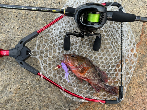 カサゴの釣果