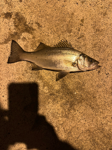 ヒラスズキの釣果