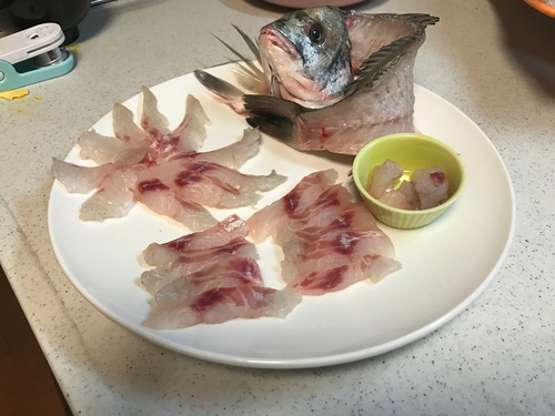 チヌの釣果