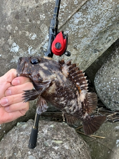 ムラソイの釣果