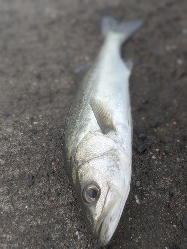 セイゴ（マルスズキ）の釣果