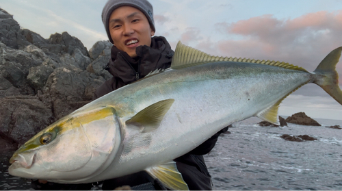 ブリの釣果