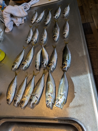 アジの釣果