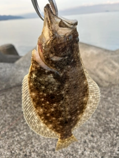 ヒラメの釣果