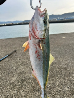 ハマチの釣果