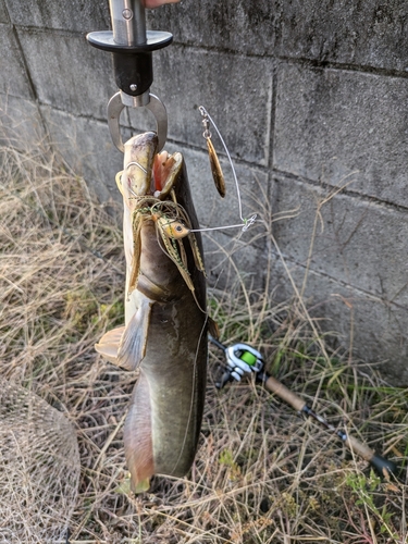 マナマズの釣果