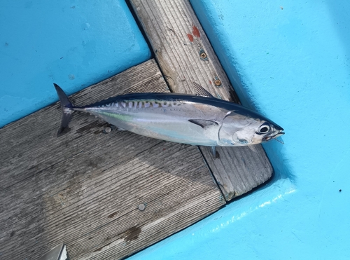 メジカの釣果