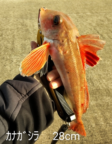 カナガシラの釣果