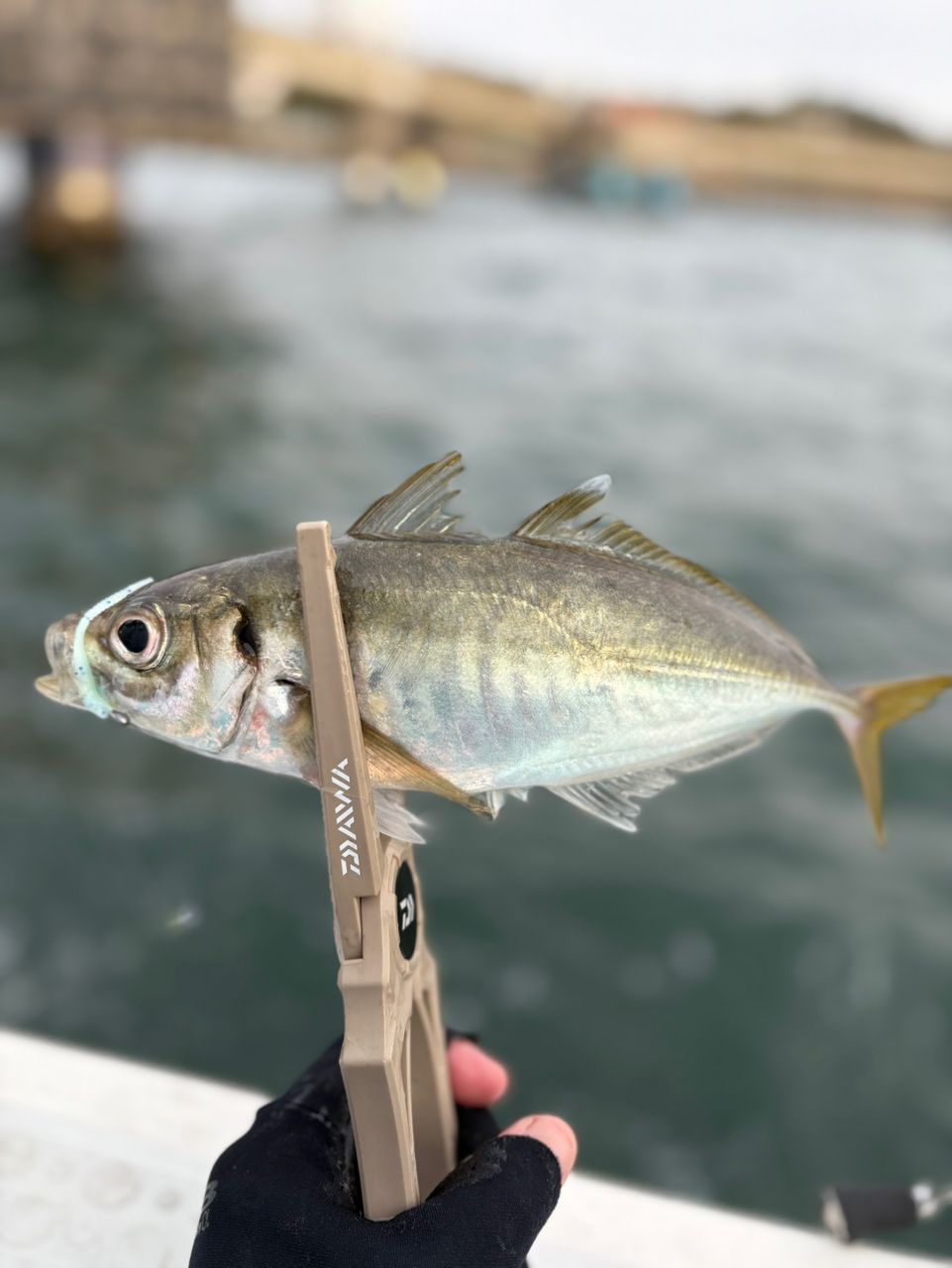 ナオ🐟さんの釣果 2枚目の画像