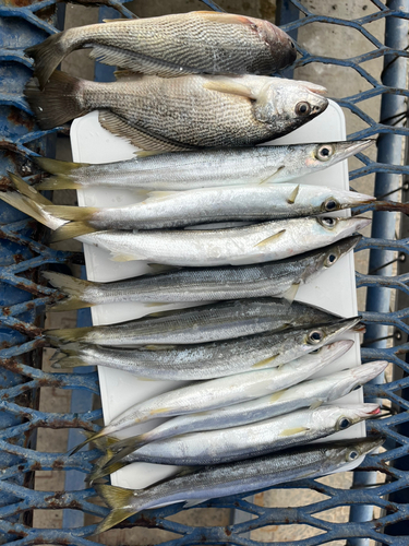 カマスの釣果