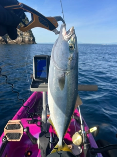 イナダの釣果