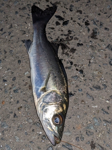 セイゴ（タイリクスズキ）の釣果