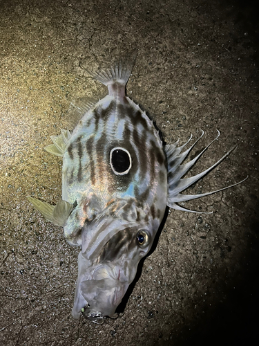 マトウダイの釣果