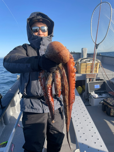 タコの釣果