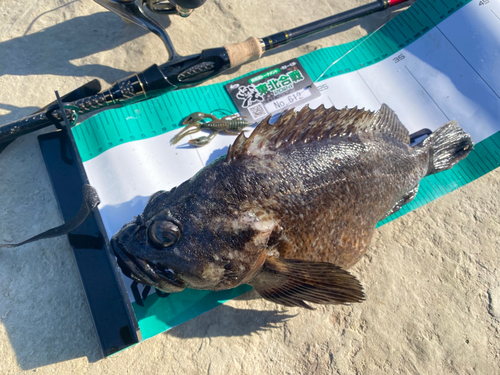 ムラソイの釣果