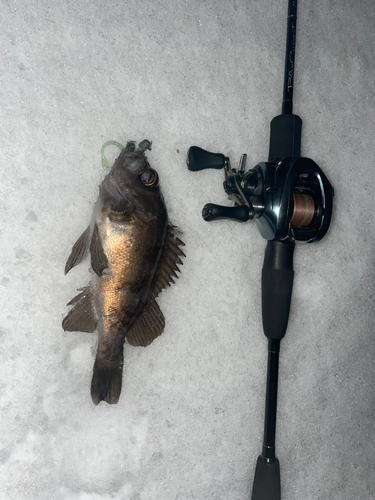 シロメバルの釣果