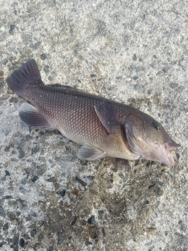 コブダイの釣果