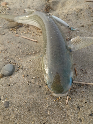 ボラの釣果