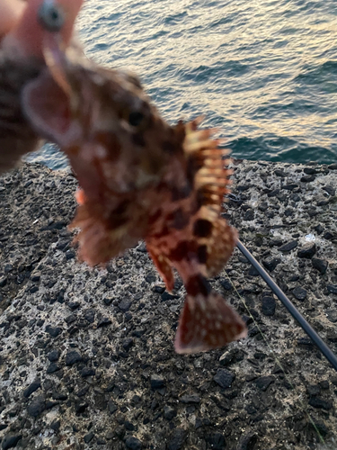 アラカブの釣果