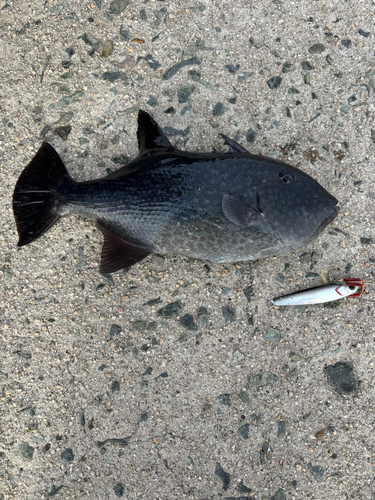 モンガラカワハギの釣果