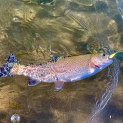 ニジマスの釣果