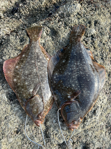 マツカワの釣果