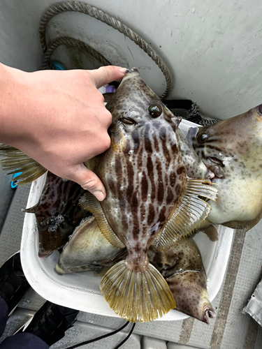 カワハギの釣果