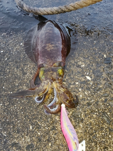 アオリイカの釣果