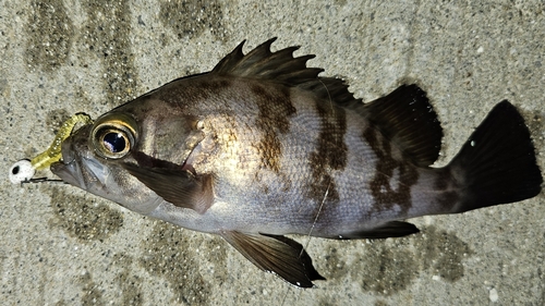 メバルの釣果