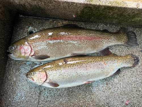 トラウトの釣果