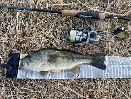 ラージマウスバスの釣果