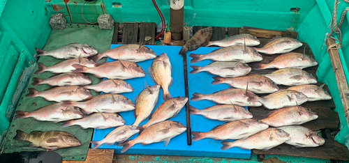 マダイの釣果