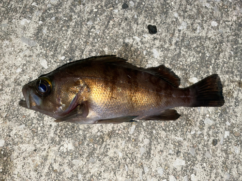 メバルの釣果