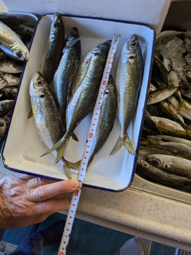 アジの釣果