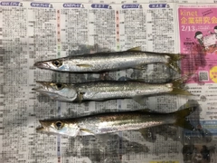 カマスの釣果