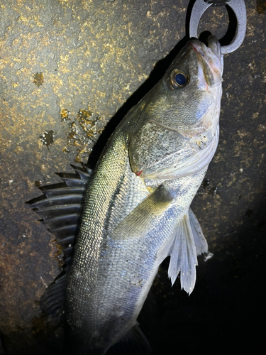 スズキの釣果