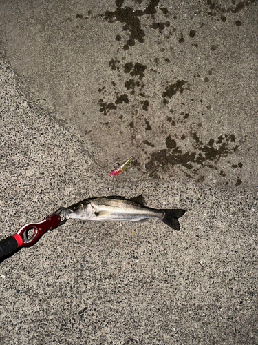 セイゴ（マルスズキ）の釣果