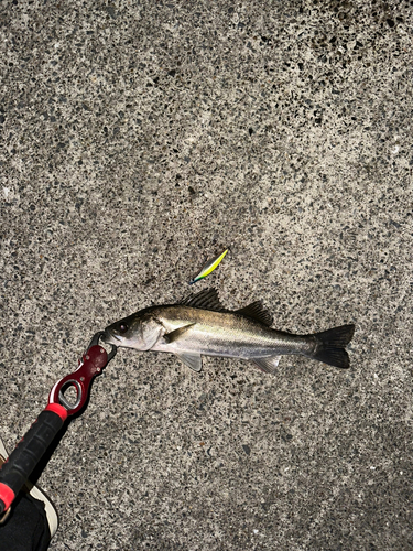 セイゴ（マルスズキ）の釣果