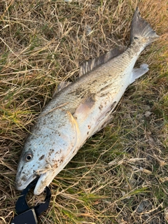 ニベの釣果