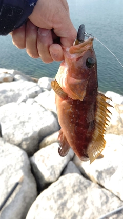 アコウの釣果