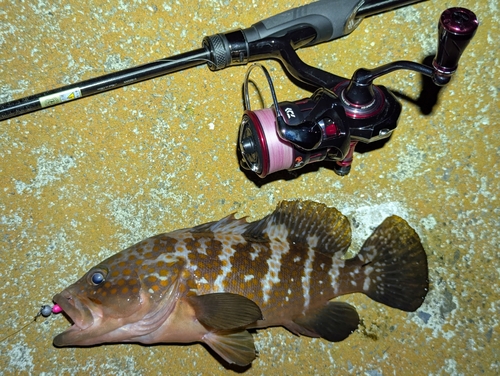 アコウの釣果