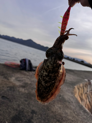 コウイカの釣果