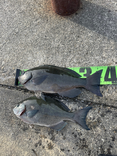 クチブトグレの釣果