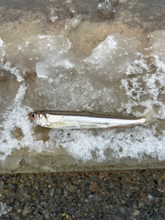 ワカサギの釣果